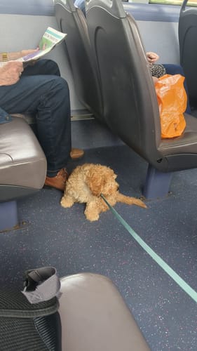 Customer photo review of Pawsome Pup Collar and Lead Set - Mint