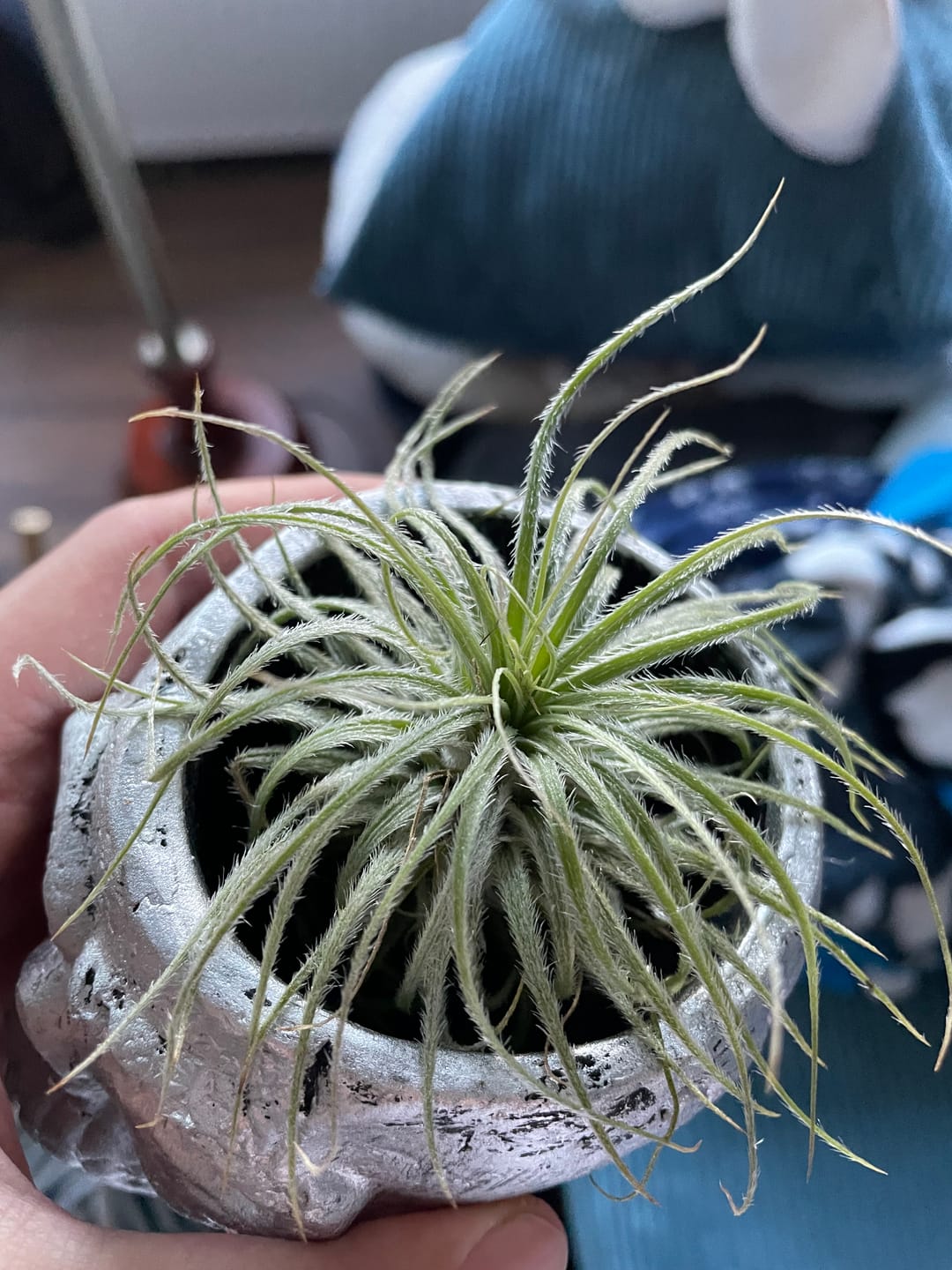 Customer photo review of Tillandsia tectorum "snow"