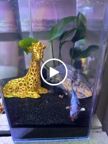 Customer video review of Female Betta Fish Koi Red Galaxy Plakat
