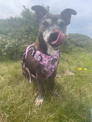 Customer photo review of Tough Trails™ Harness - Wainwright Walkies