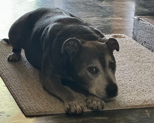 Customer photo review of DoggieBalm Manuka