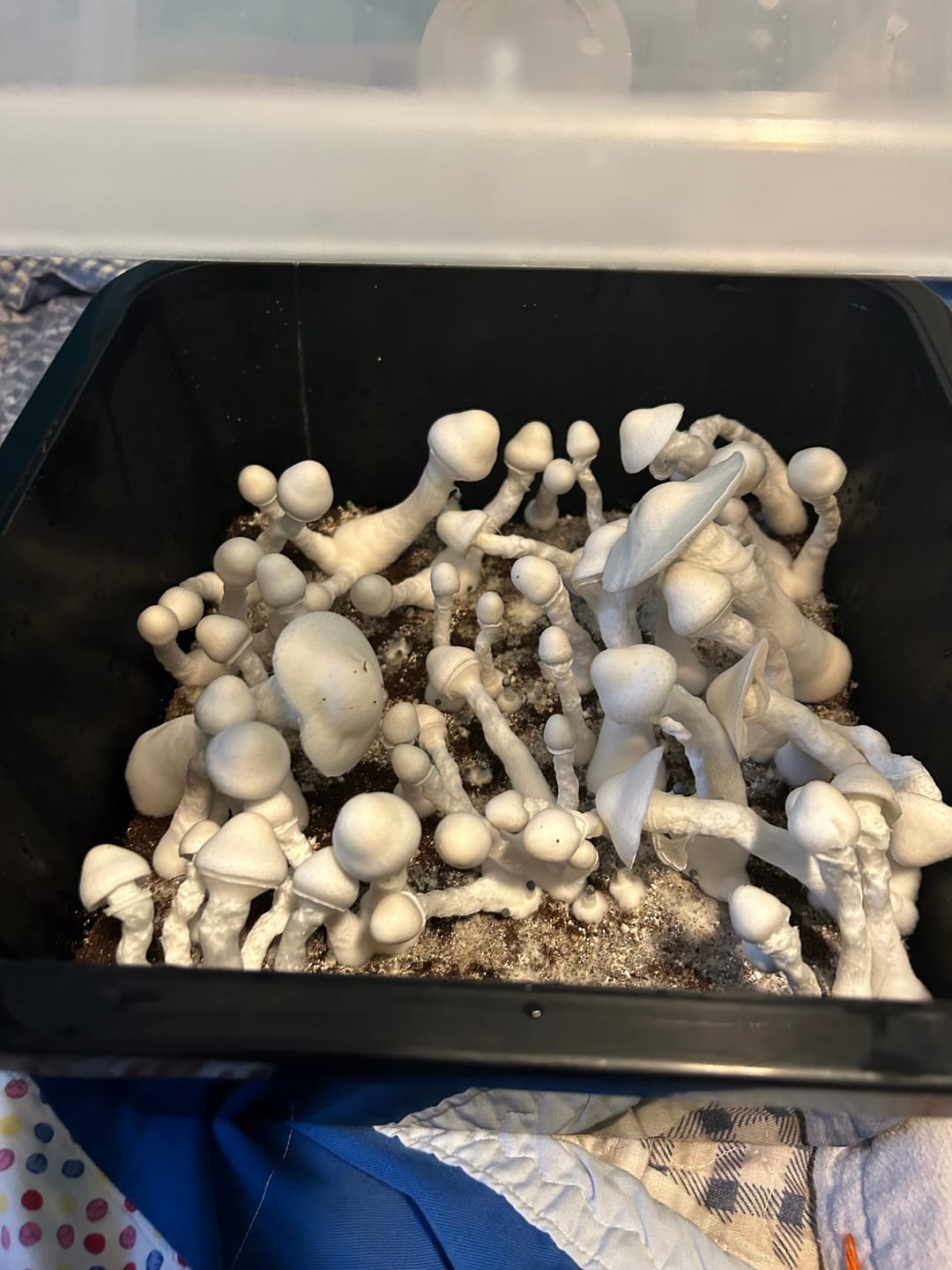 Customer photo review of 'Mark 1' Small Mushroom Monotub Package