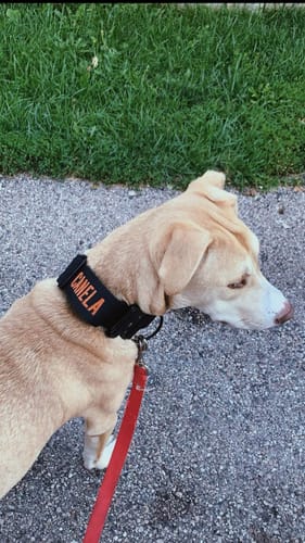 Customer photo review of Black Bully Proof Collar