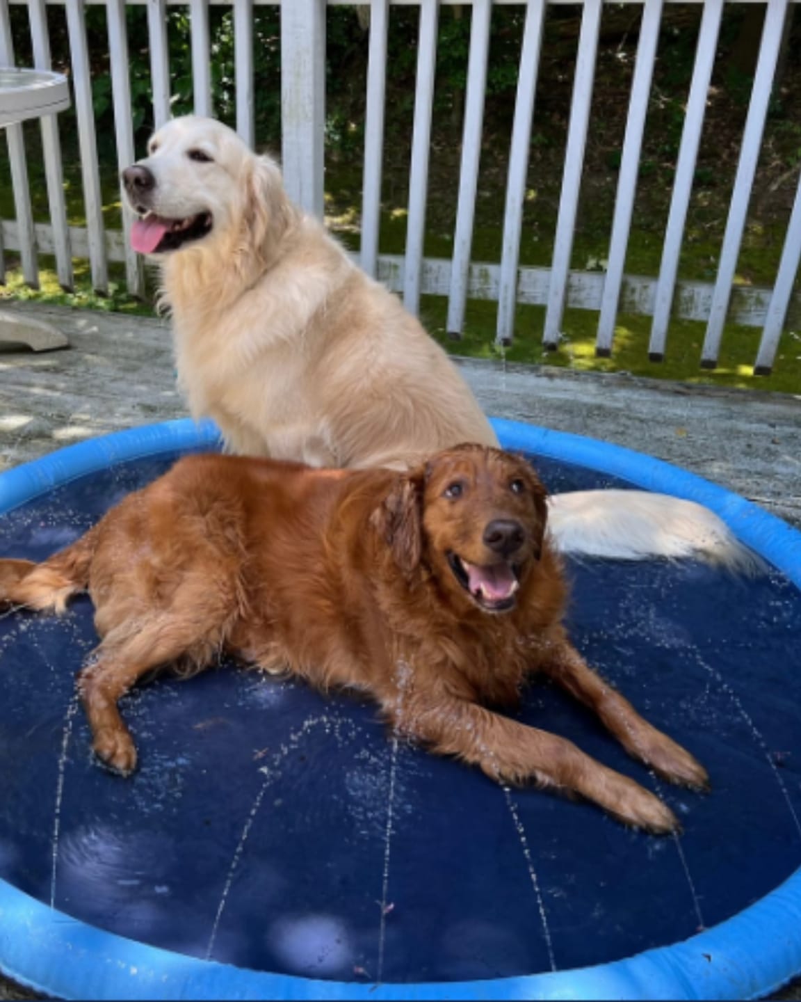 Customer photo review of Dog Splash Pad