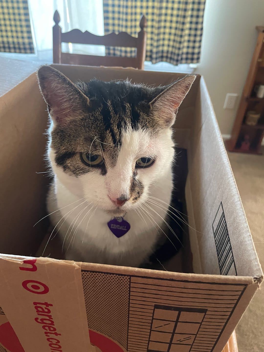 Customer photo review of Healthy Skin for Cats - Cat Miliary Dermatitis, Skin Allergy & Cat Scabs Remedy