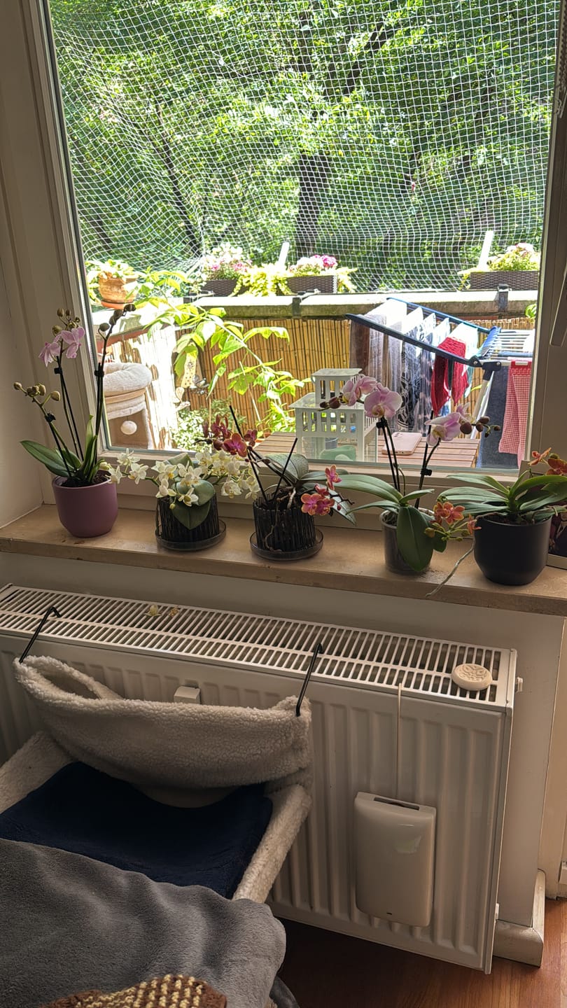 Customer photo review of Table Dance Angel Eyes mit zartrosa Blüten mit 2+ Stielen
