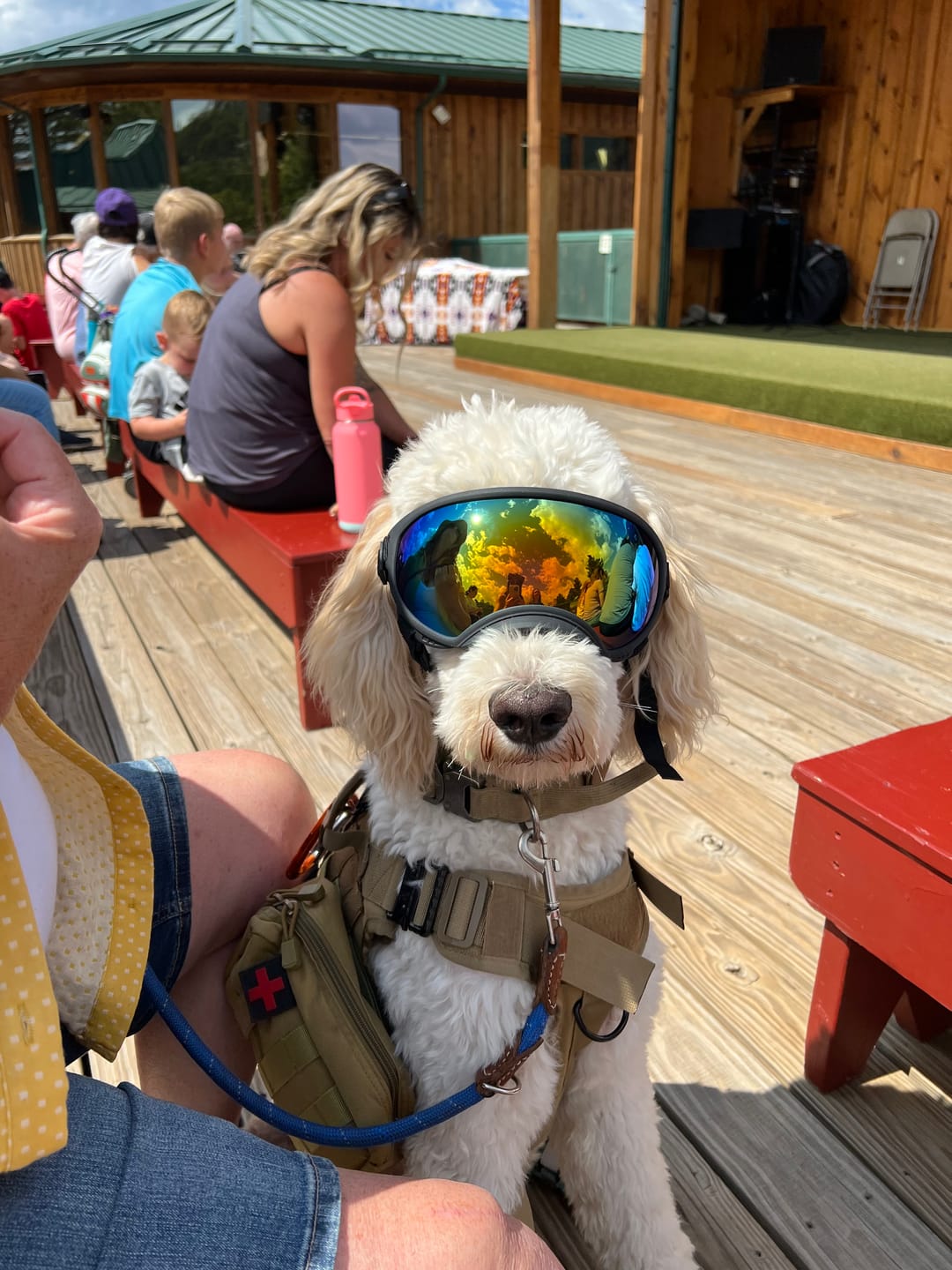 Customer photo review of Adjustable Dog Goggles (Doggles)