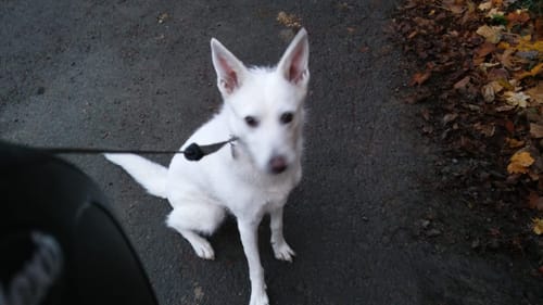 Customer photo review of Nature Protect