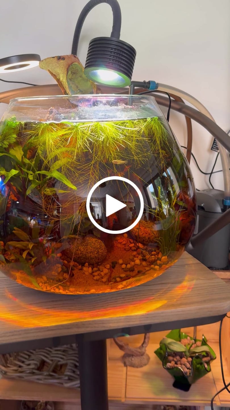 Customer video review of Clear Glass Fishbowl Vase Large