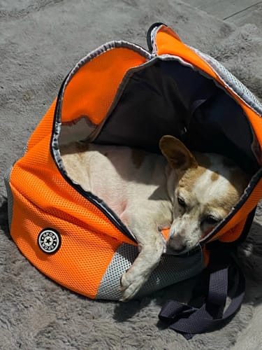 Customer photo review of PupPal Express - Praktischer Hunderucksack