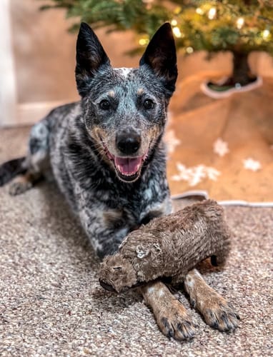 Customer photo review of Tough Plush - Triple Stitch