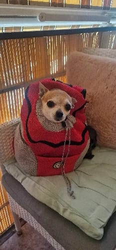 Customer photo review of PupPal Express - Praktischer Hunderucksack