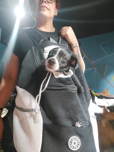 Customer photo review of PupPal Express - Praktischer Hunderucksack