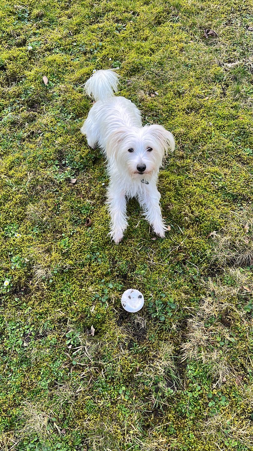 Customer photo review of Allergietest - Tierische Proteine Hund