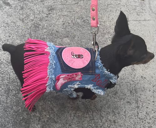 Customer photo review of Dolly Harness