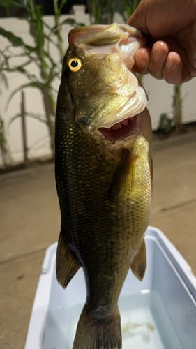 Customer photo review of 7ft Fishing Rod for Jigging (Casting)