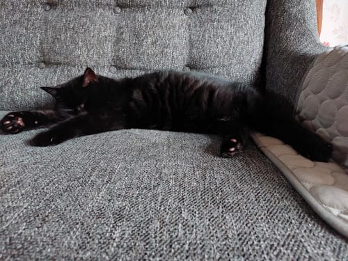 Customer photo review of The Ultimate Cooling Pet Mat