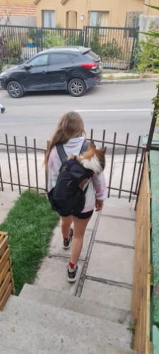 Customer photo review of WuffCargo - Reise-Rucksack für deinen Hund