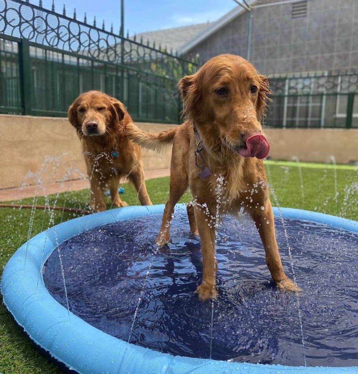 Customer photo review of Dog Splash Pad