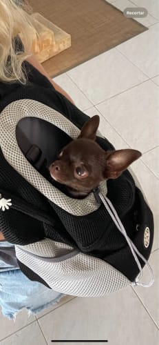 Customer photo review of PupPal Express - Praktischer Hunderucksack