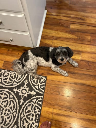 Customer photo review of *IN STOCK* Pup Pot Meals - Just Add Beef & Egg