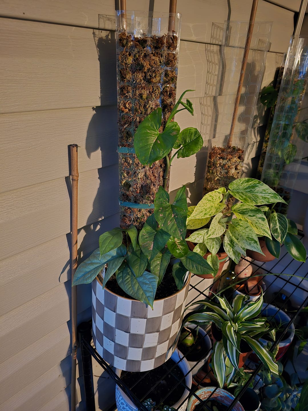 Customer photo review of Syngonium podophyllum 'Pink Splash'
