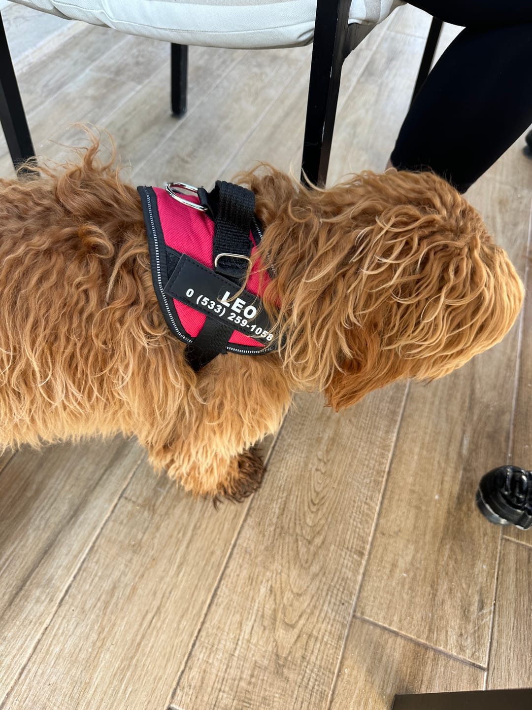 Customer photo review of MellowPurr Özelleştirilebilir No Pull Köpek Tasması