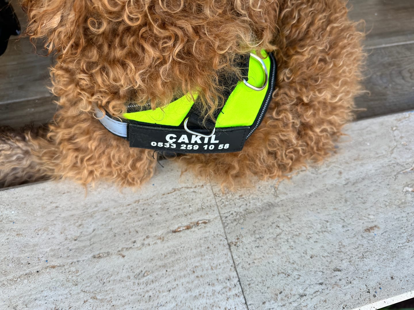 Customer photo review of MellowPurr Özelleştirilebilir No Pull Köpek Tasması