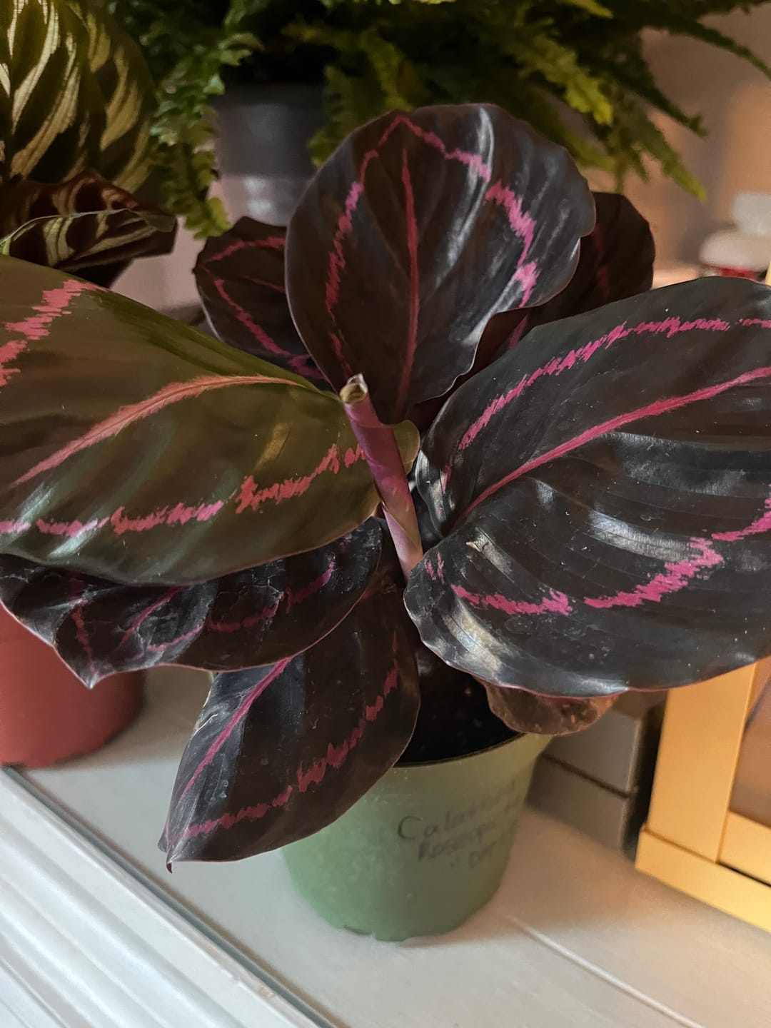 Customer photo review of Calathea roseopicta 'Dottie'