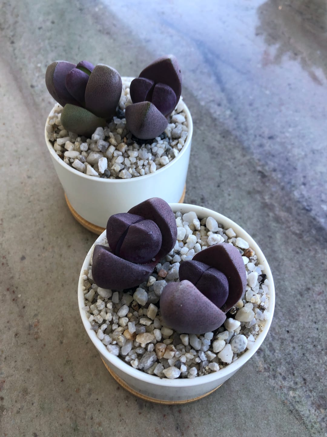 Customer photo review of Pleiospilos nellii 'Royal Flush'