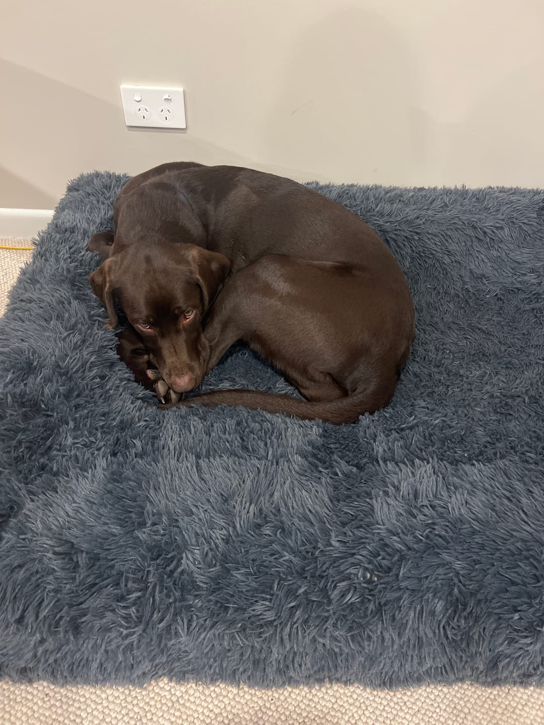 Customer photo review of Calming Cover