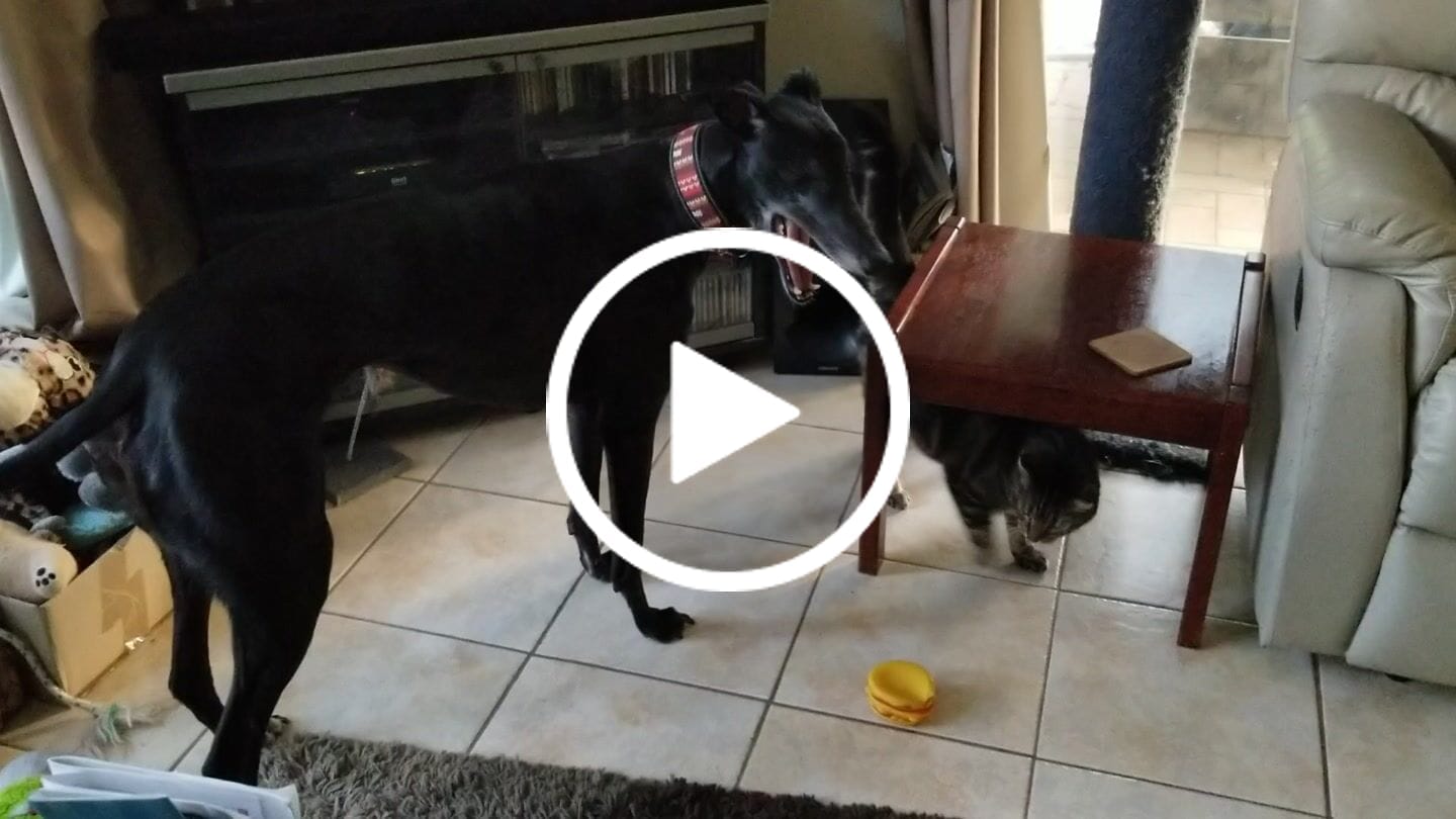 Customer video review of Canine Joint Plus™️ 500g