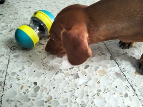 Customer photo review of Pawzzle Treats - Die Herausforderung für schlaue Hunde