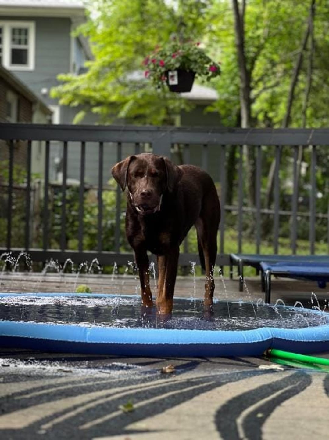 Customer photo review of Dog Splash Pad