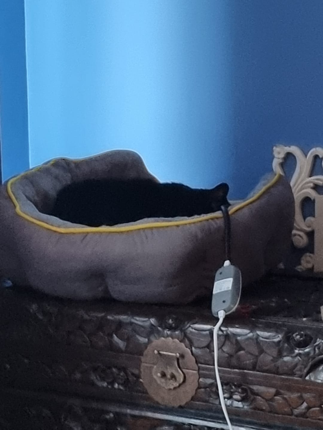 Customer photo review of PaWz Electric Pet Heater Bed Thermal Protection
