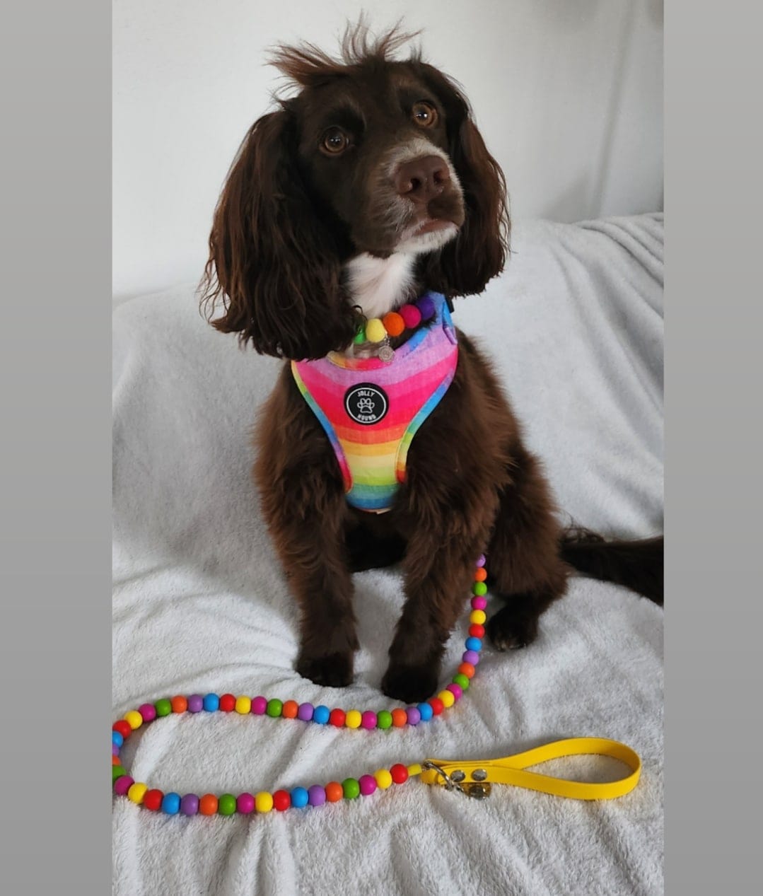 Customer photo review of Rainbow Kiss Dog Lead