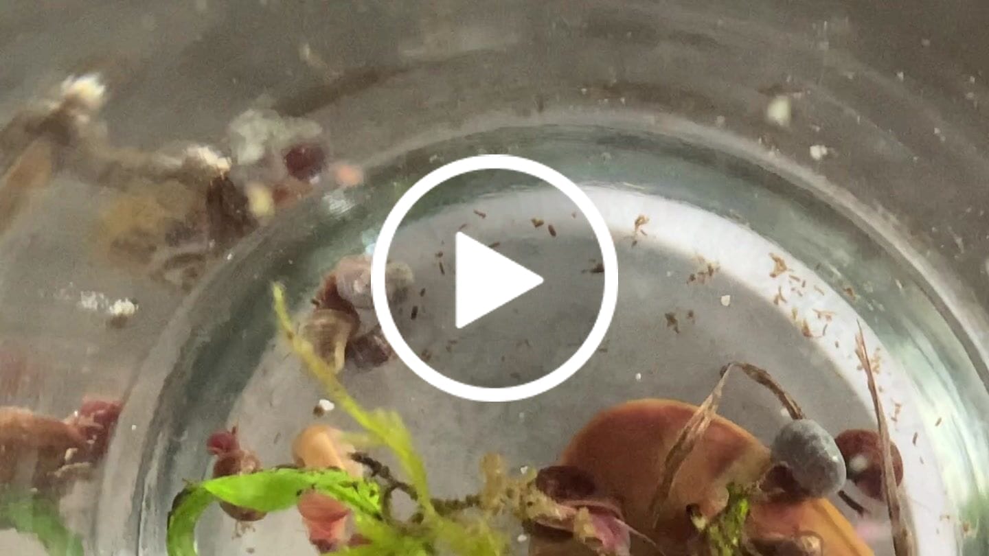 Customer video review of RAMSHORN SNAILS (ASSORTED BLUE, PINK,GREY,GOLD)
