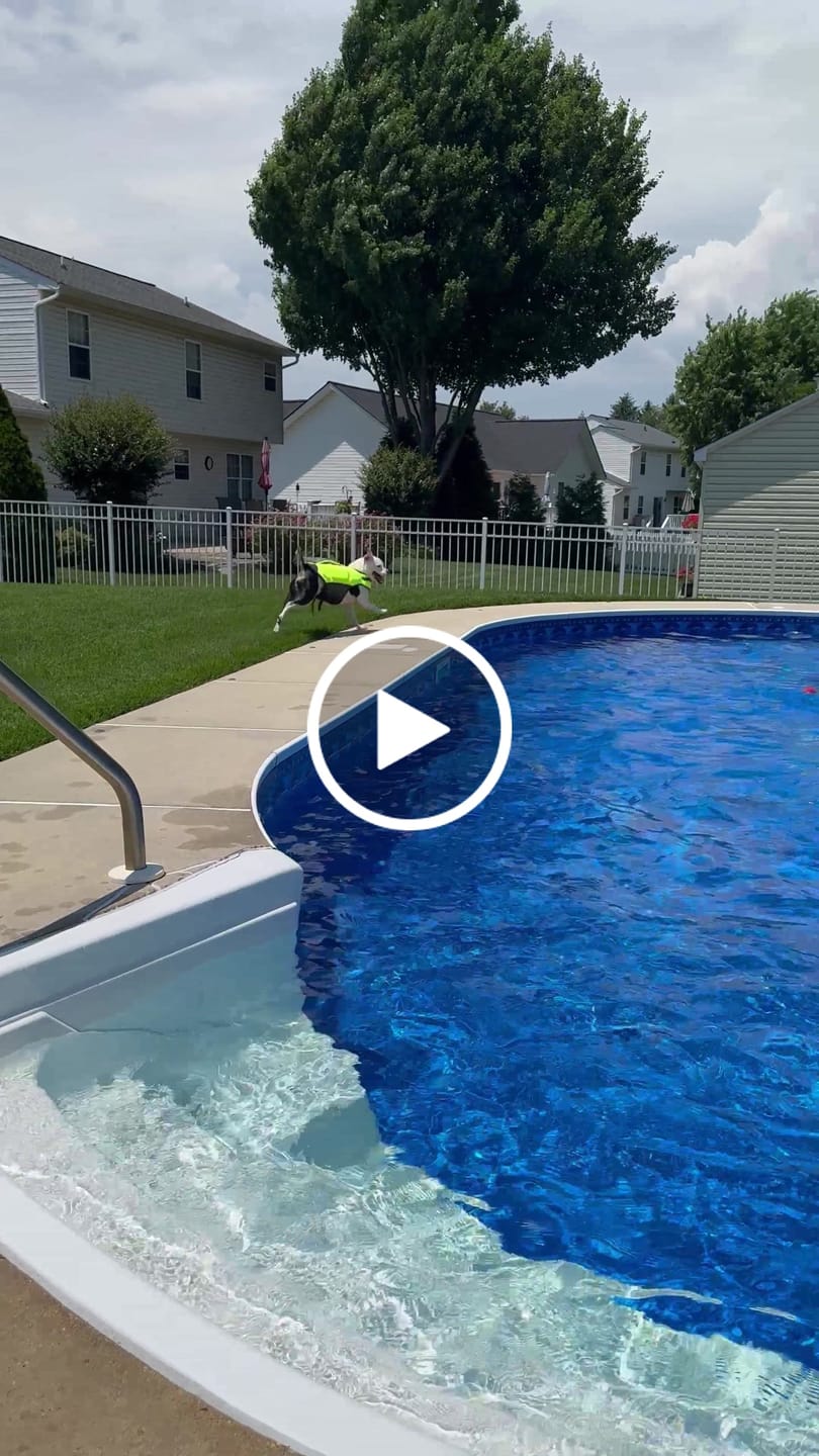 Customer video review of Royal Canin Veterinary Diet - Hepatic Canned Dog Food