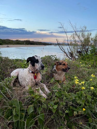 Customer photo review of Manuka Balm Distraction Treat Bundle