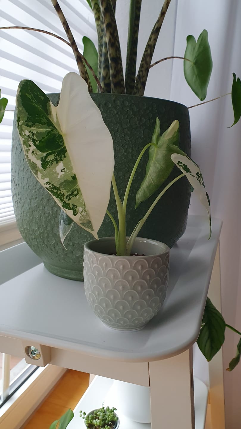 Customer photo review of ALOCASIA FRYDEK VARIEGATA