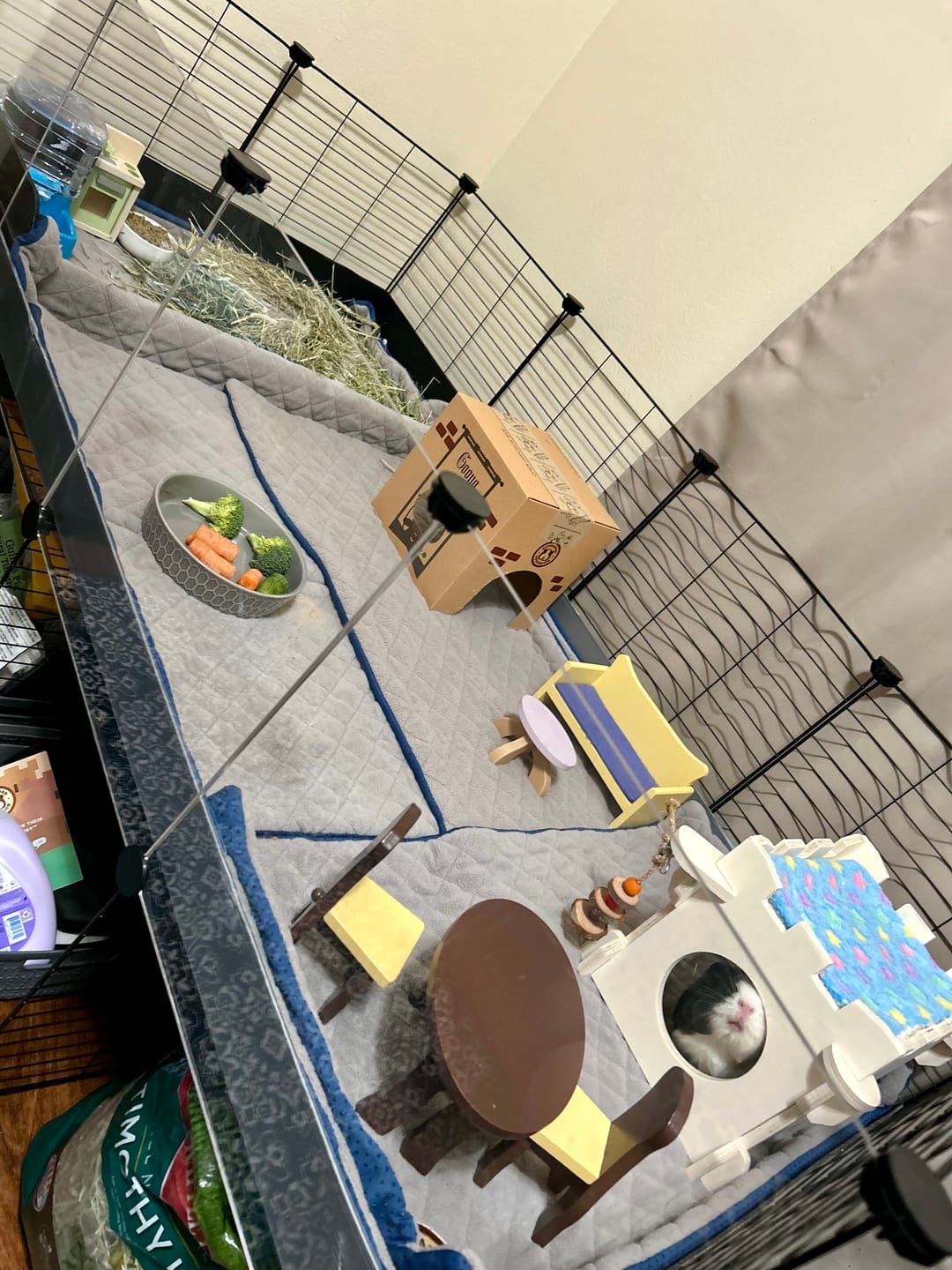 Customer photo review of 4x2 Clear C&C Cage with Stand