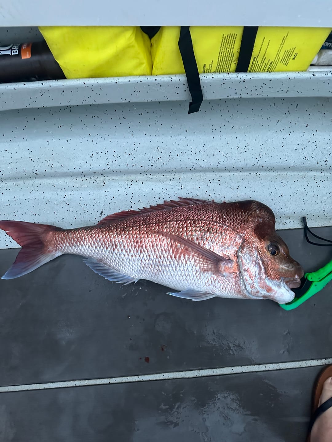 Customer photo review of DEATH TAIL
