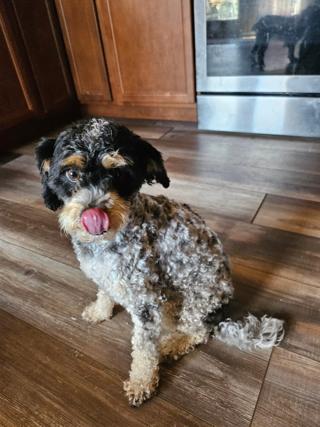 Customer photo review of Original Pet Grooming Vacuum Kit