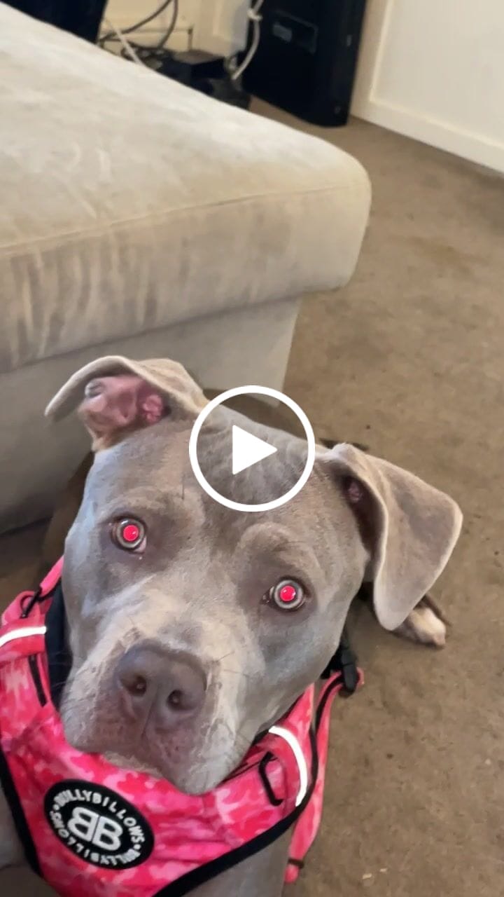 Customer video review of Premium Comfort Harness | Non Restrictive & Adjustable - Bubblegum v2.0