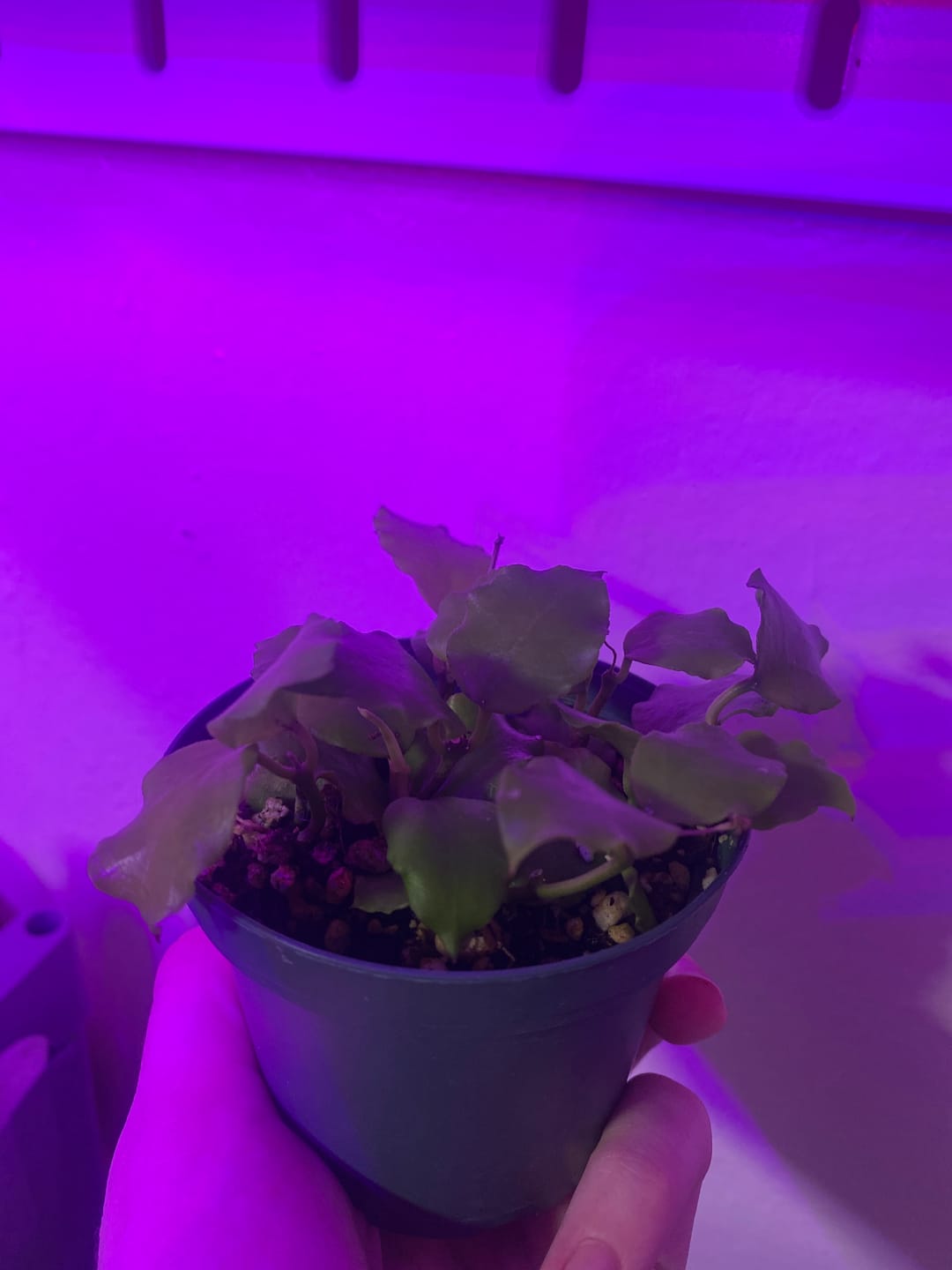Customer photo review of Hoya endauensis