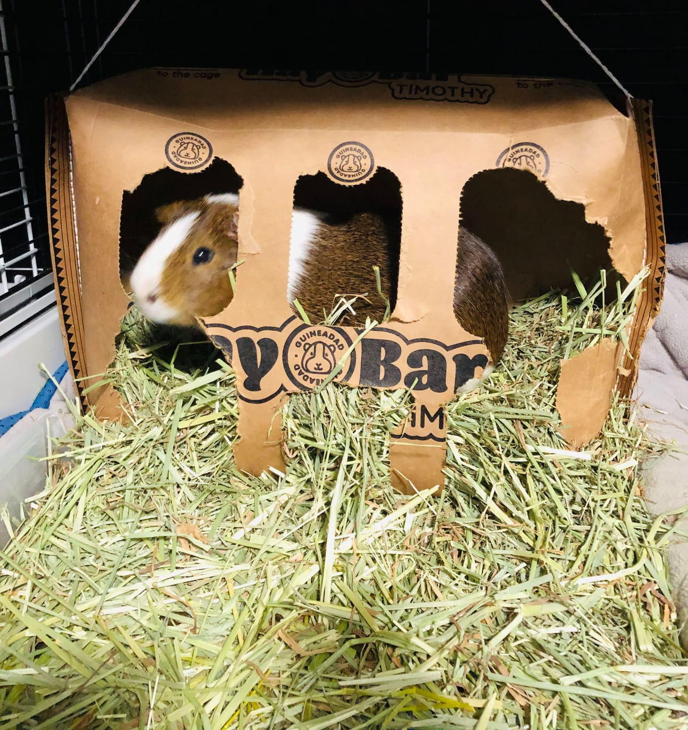 Customer photo review of Timothy Hay Bar for Guinea Pigs (5 Pack)