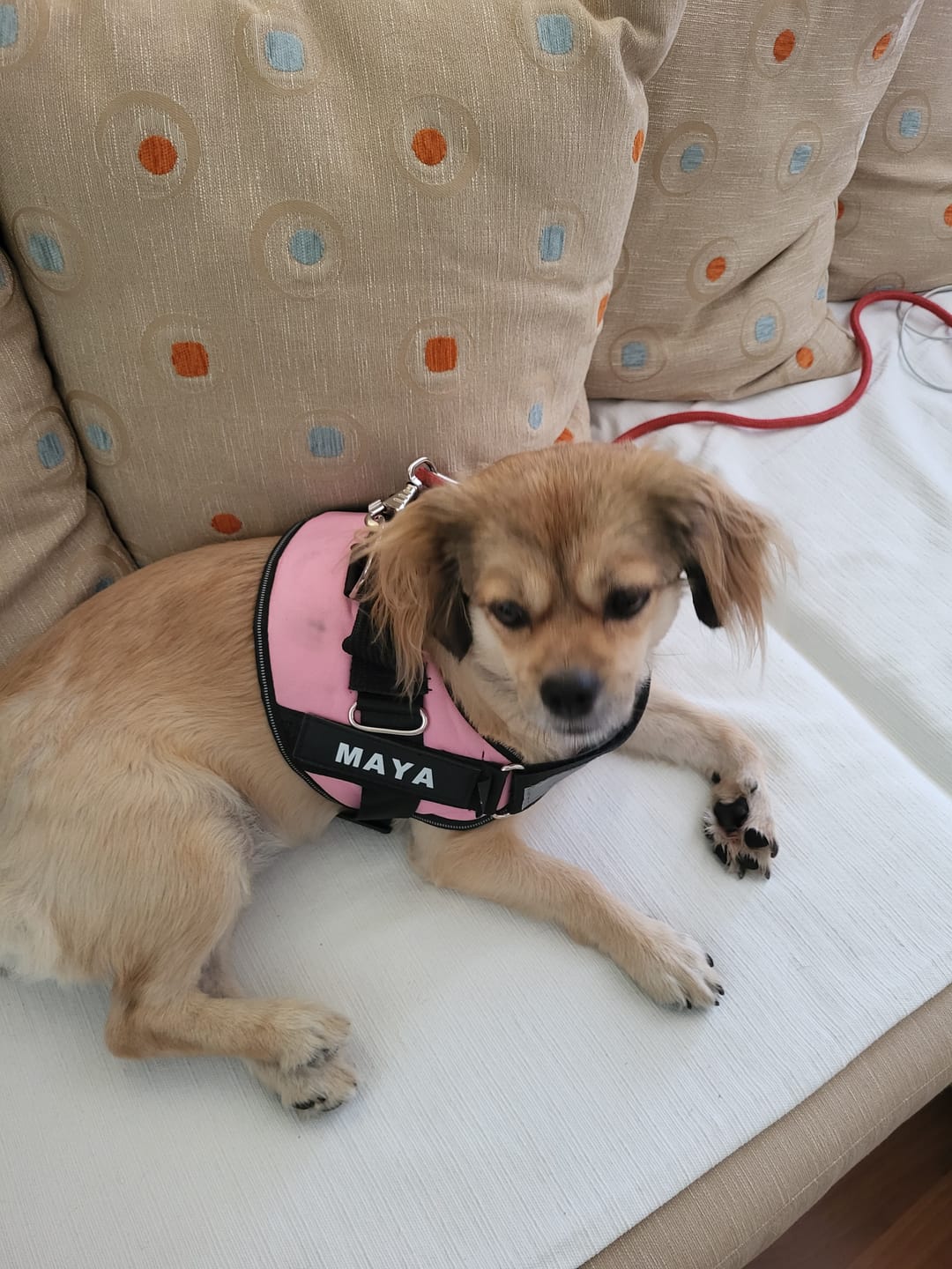 Customer photo review of MellowPurr Özelleştirilebilir No Pull Köpek Tasması