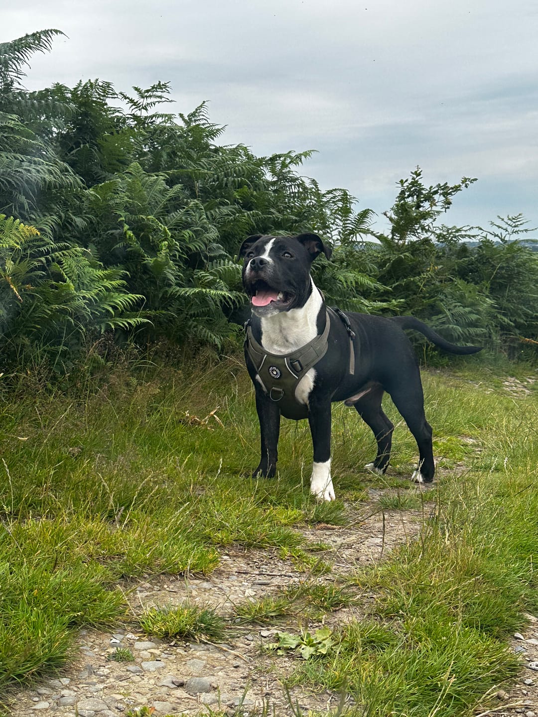 Customer photo review of Trail & Glow® Dog Harness - The Khaki One