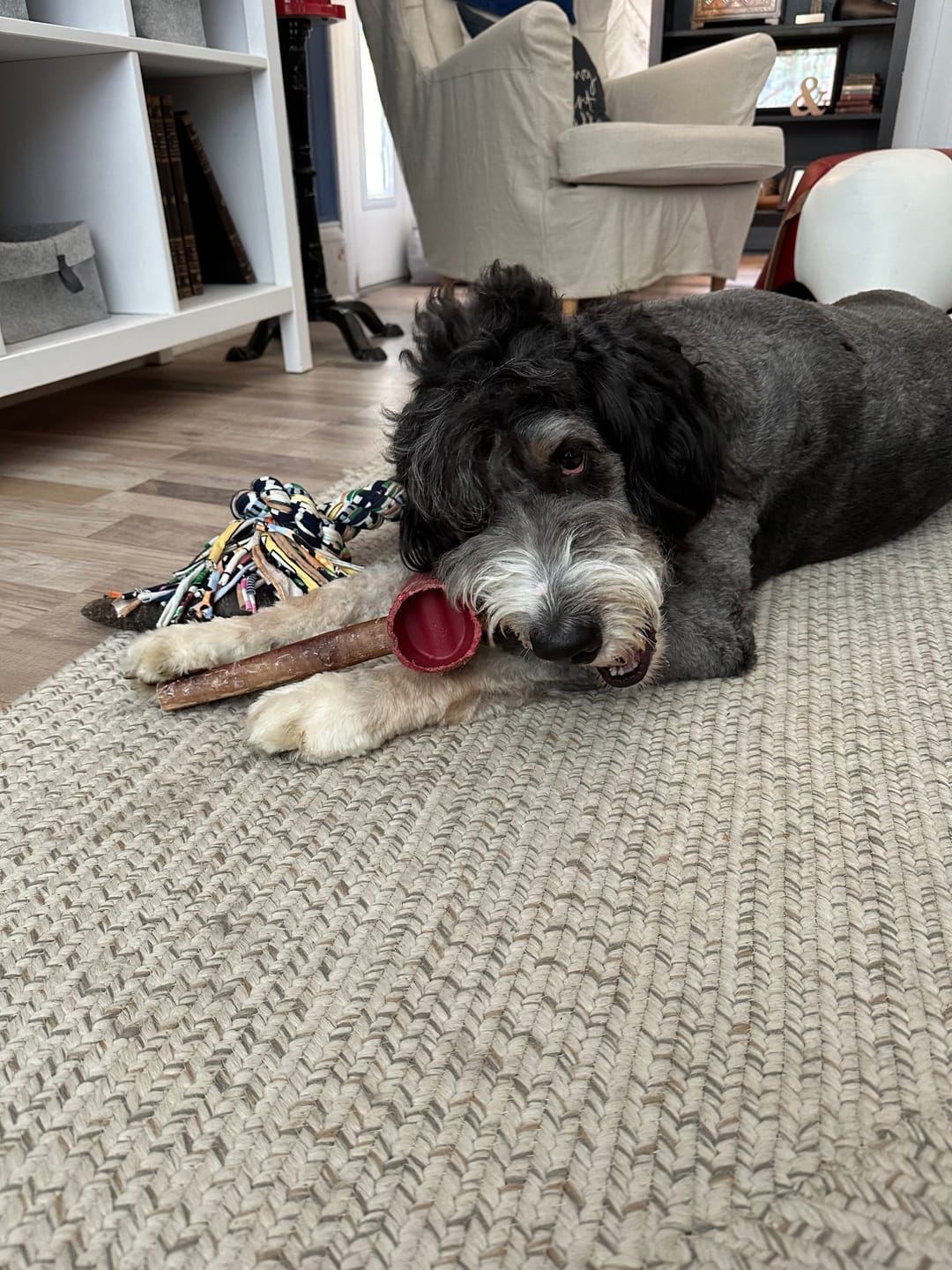 Customer photo review of 12 Inch Mega Monster Bully Stick (LIMITED)