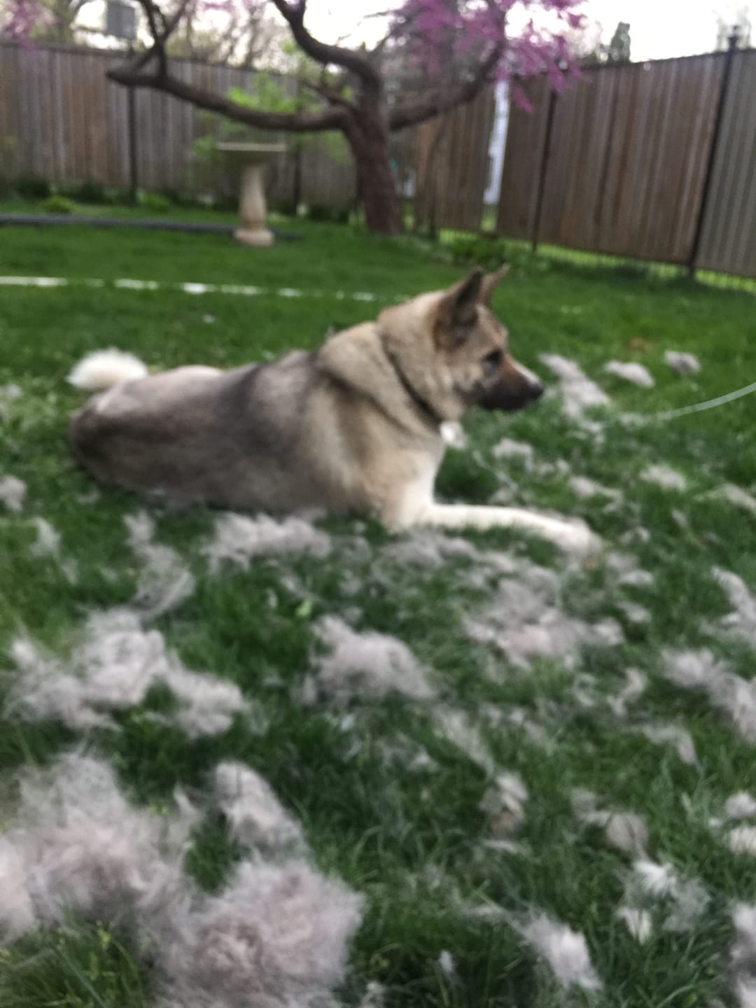 Customer photo review of furMe™️ Professional PLUS Pet Grooming Vacuum Kit